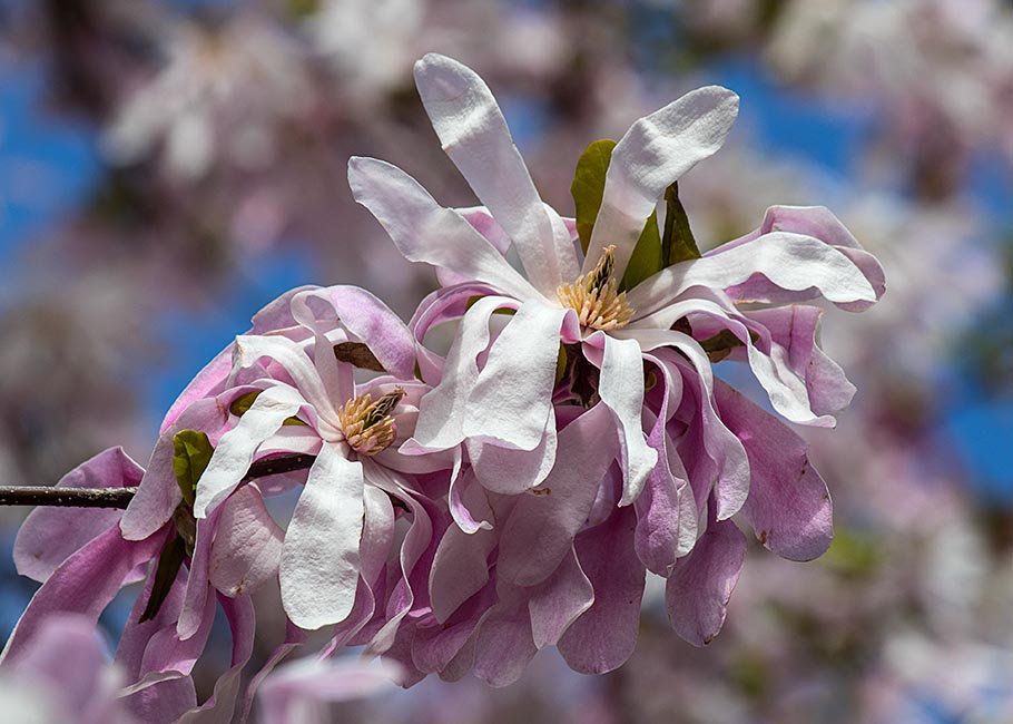 Star Magnolia