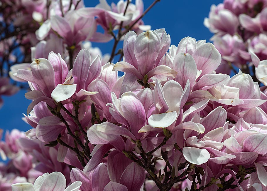 Saucer Magnolia