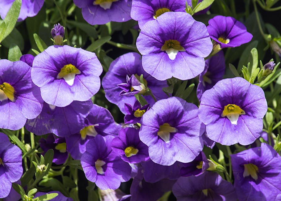 the First Million Bells of the Year