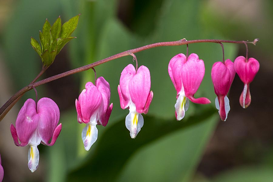 Bleeding Heart