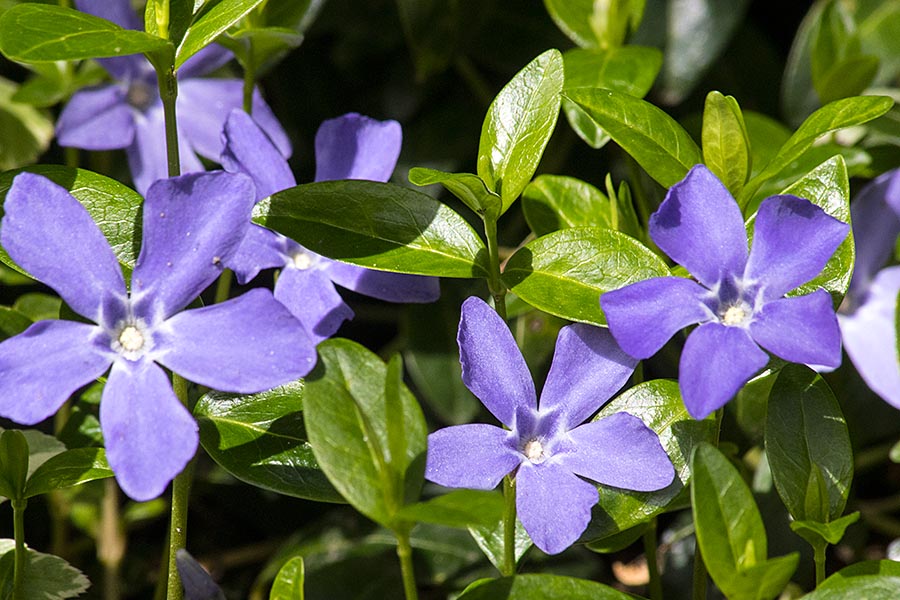 Periwinkle