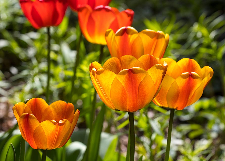 Tulips Around the Porch