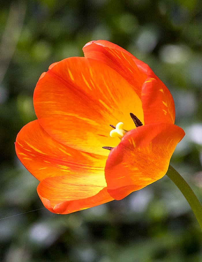 Tulip