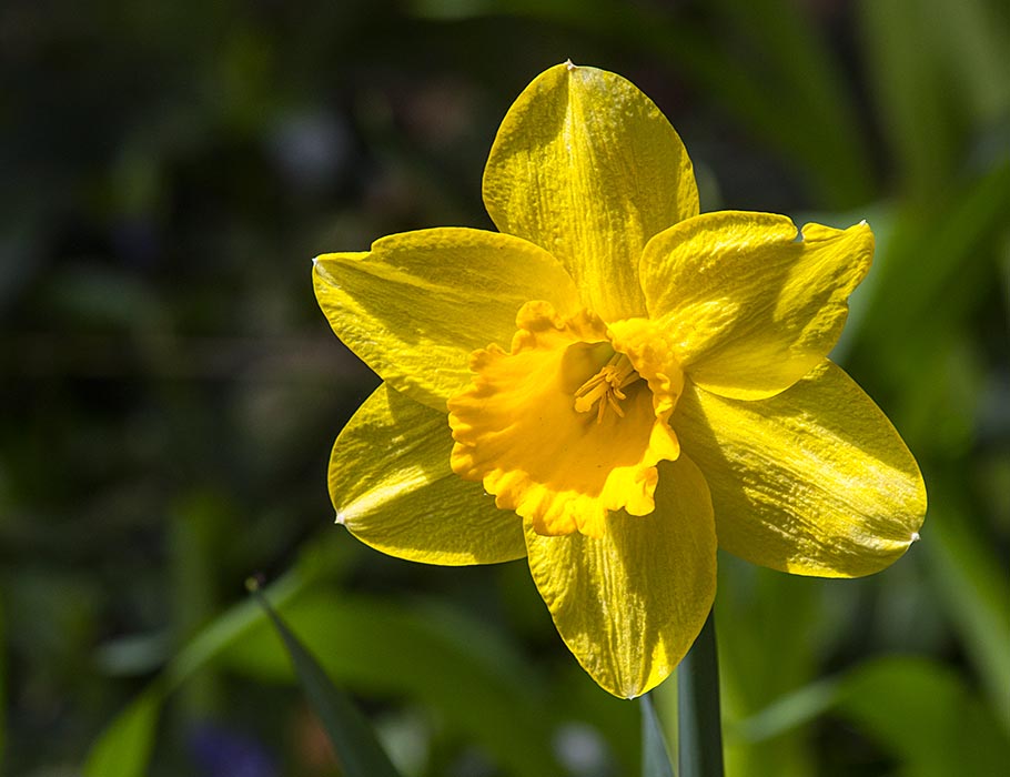 Single Daffodil
