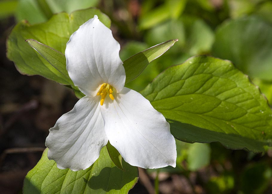 Garden Trillium