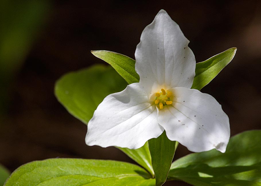 Another Trillium