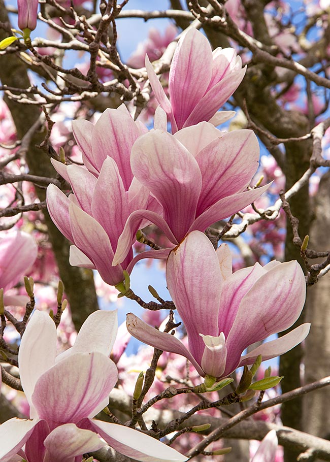 Magnolia Blossoms