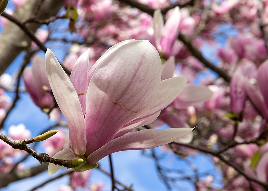 Saucer Magnolia