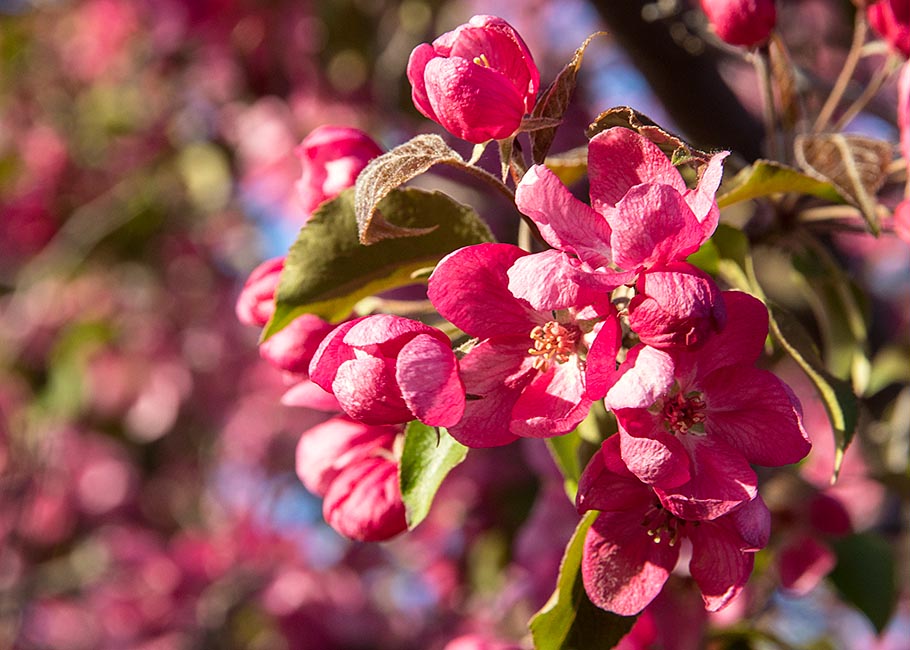 Crabapples in the Evening Sun