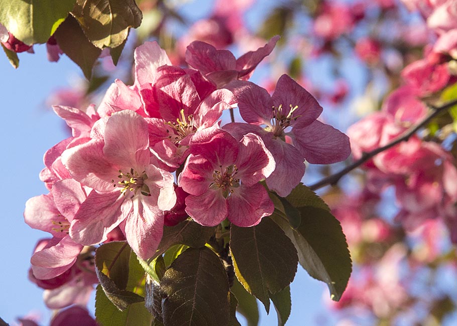 Pink Blossoms
