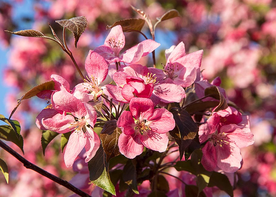 Crabapple Blossoms