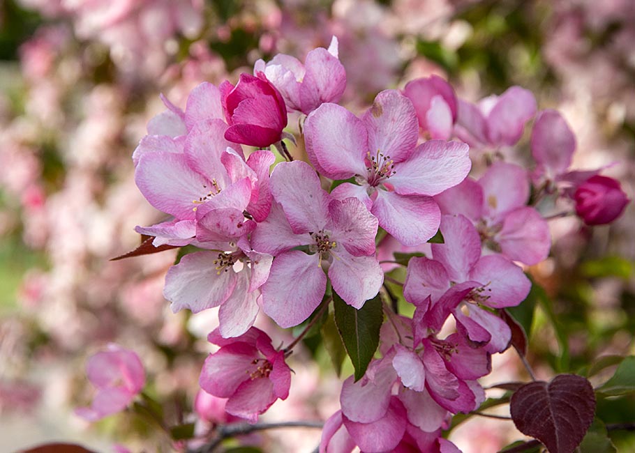 More Blossoms