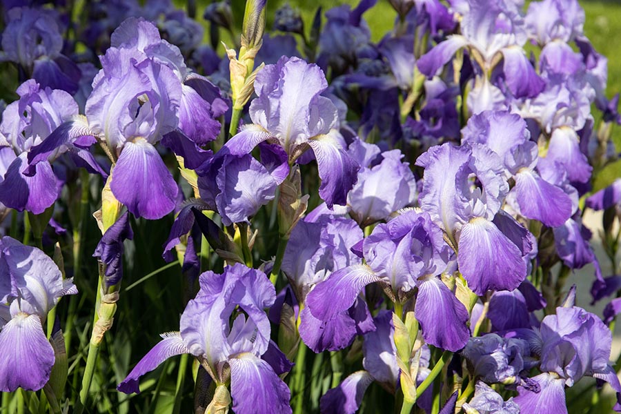 Irises
