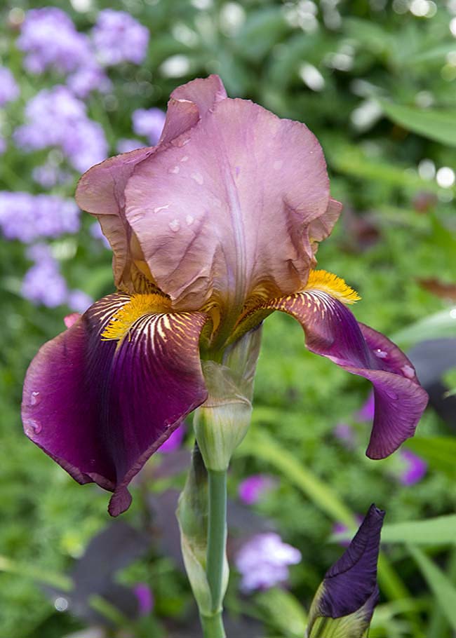 Unusual Colour Iris