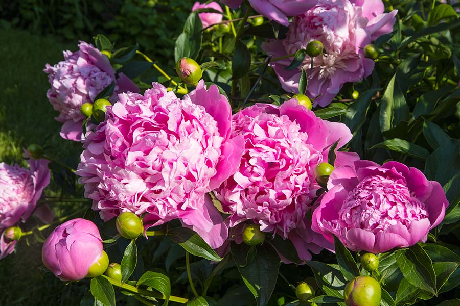 Peonies at Sunrise