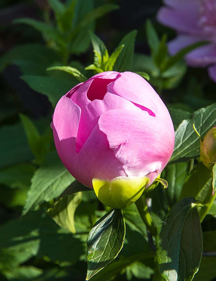 Peony Bud