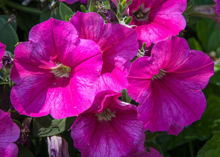 Petunias in Basket from Chris