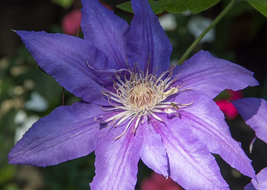 Clematis