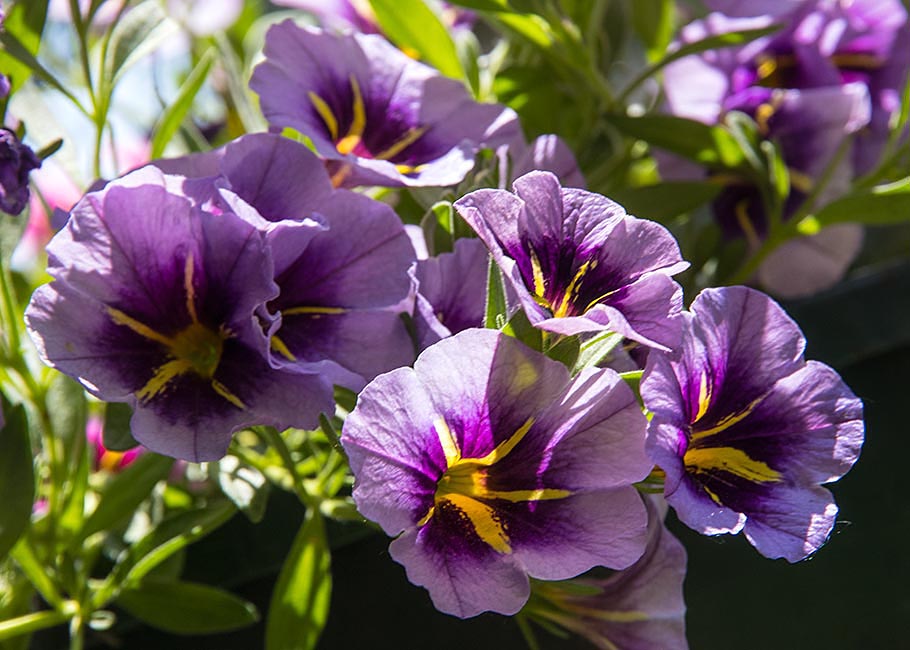 Pretty Purple Million Bells