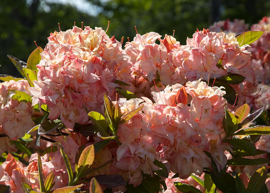 Rhododendron in Full Bloom