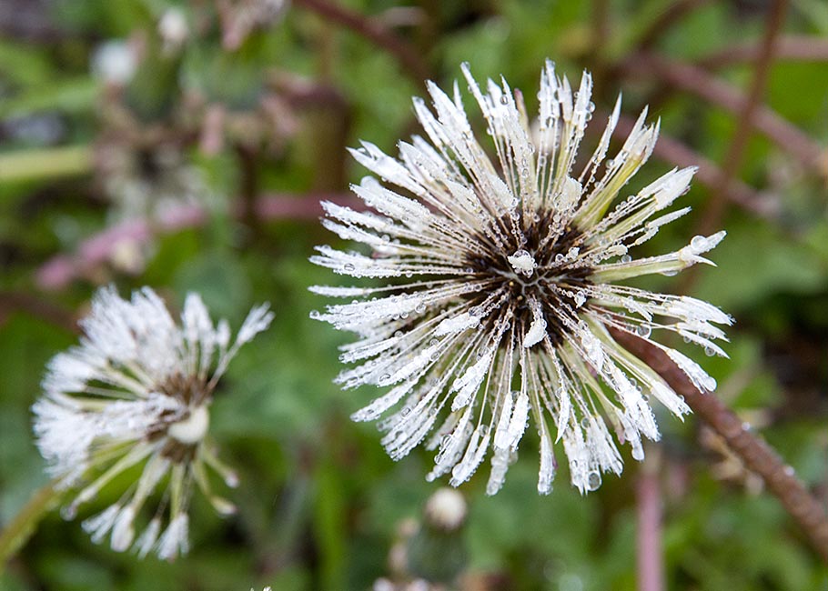 Soggy Dandelions