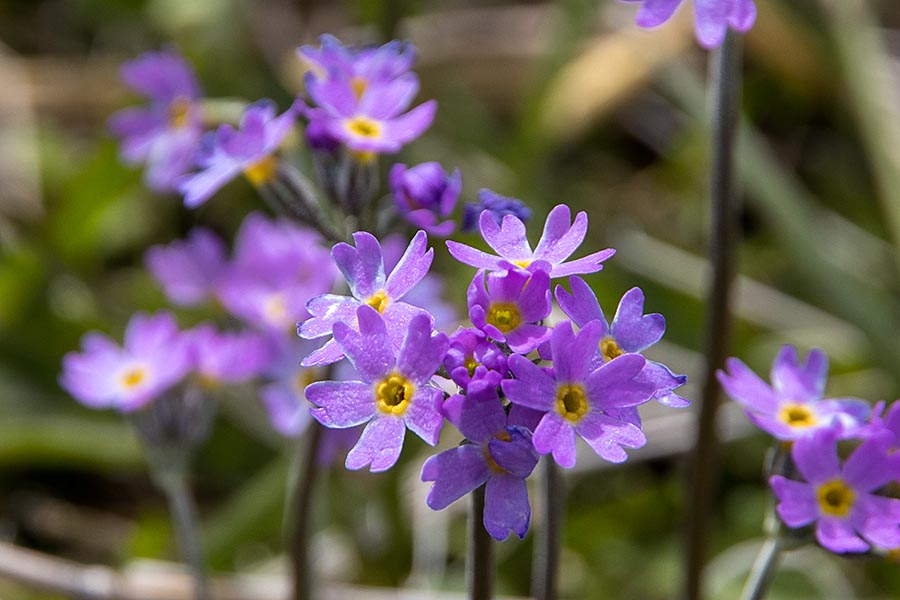 Flowers Growing on the Roof