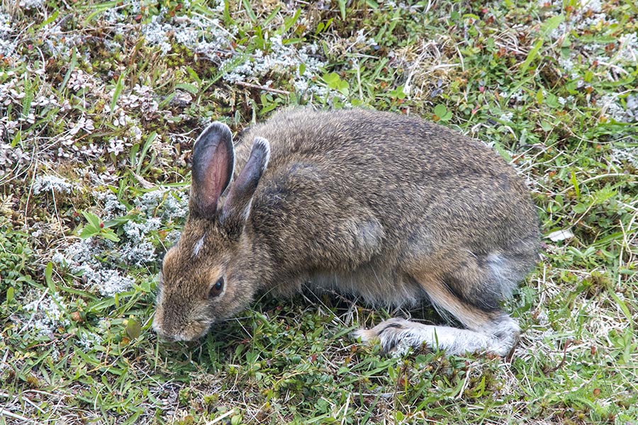 Bunny, beside the Comfort Station