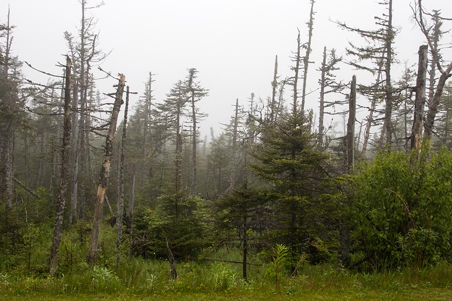 Foggy Morning, Leaving Gros Morne