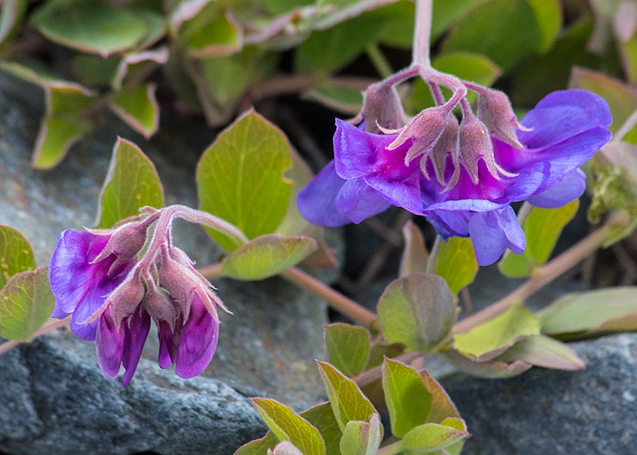 Beach Pea