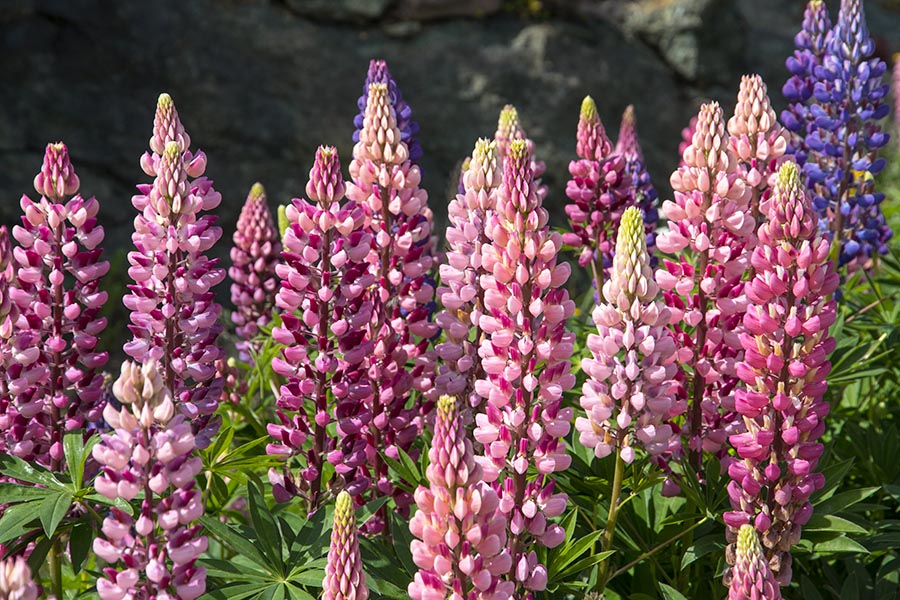 Lupins, Tizzard's Harbour