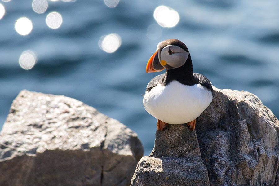 Puffin