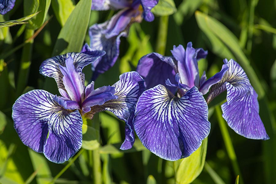 Wild Irises