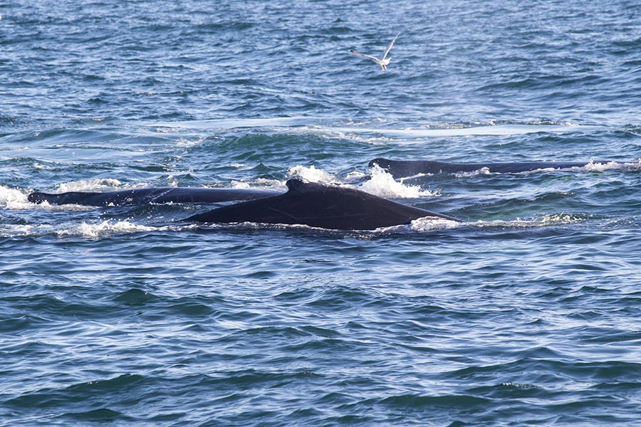 Whale Family