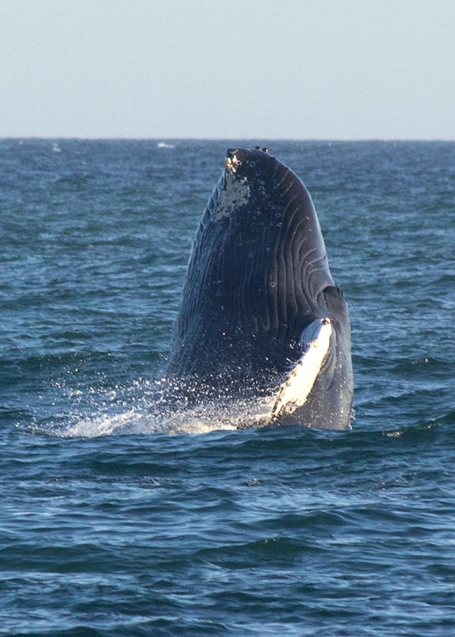 Breaching!