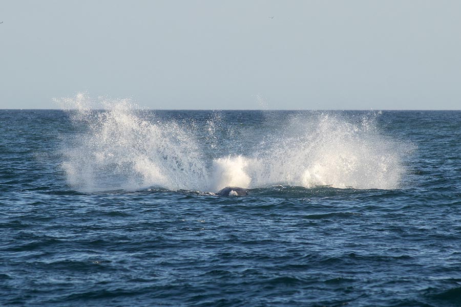 the Big Splash!