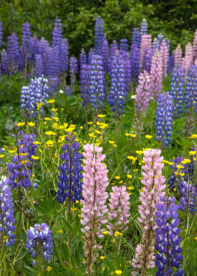 Lupins and Buttercups