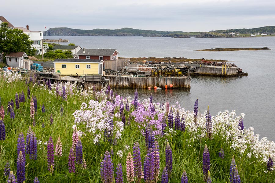 Twillingate Harbour