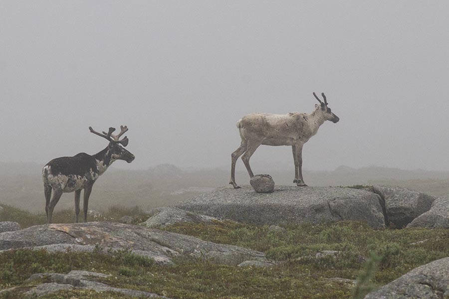 Caribou in the Fog