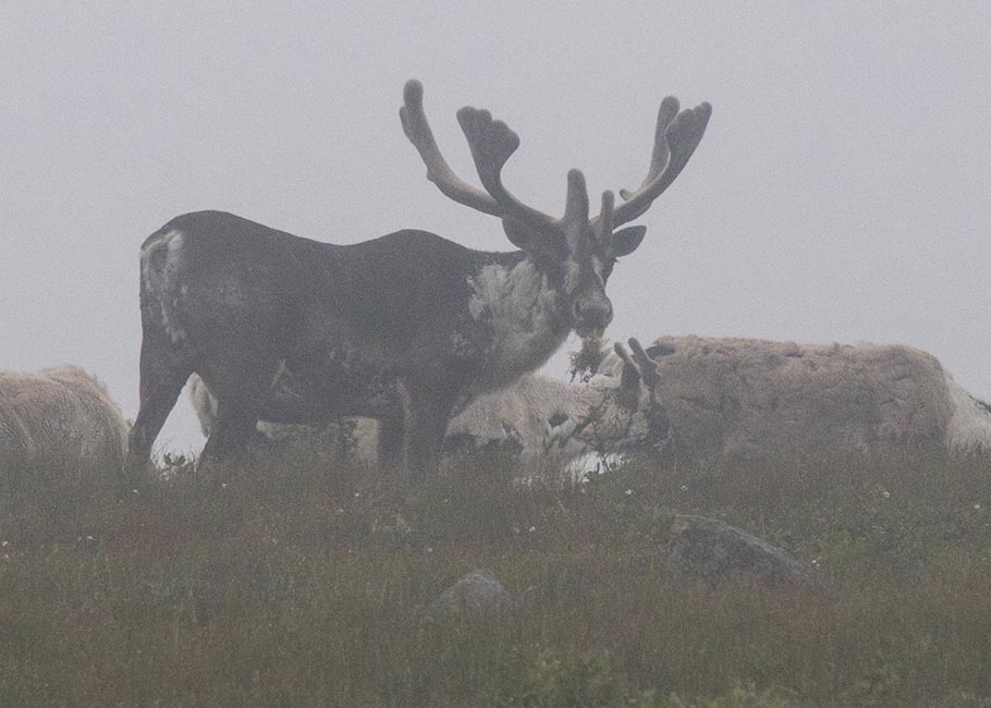 A Big Bull
