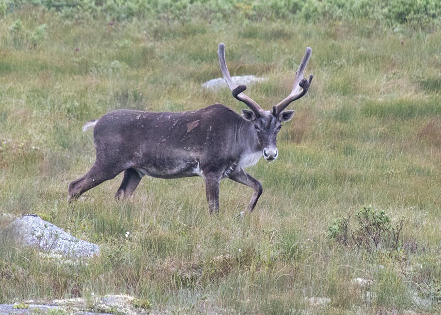 Another Caribou