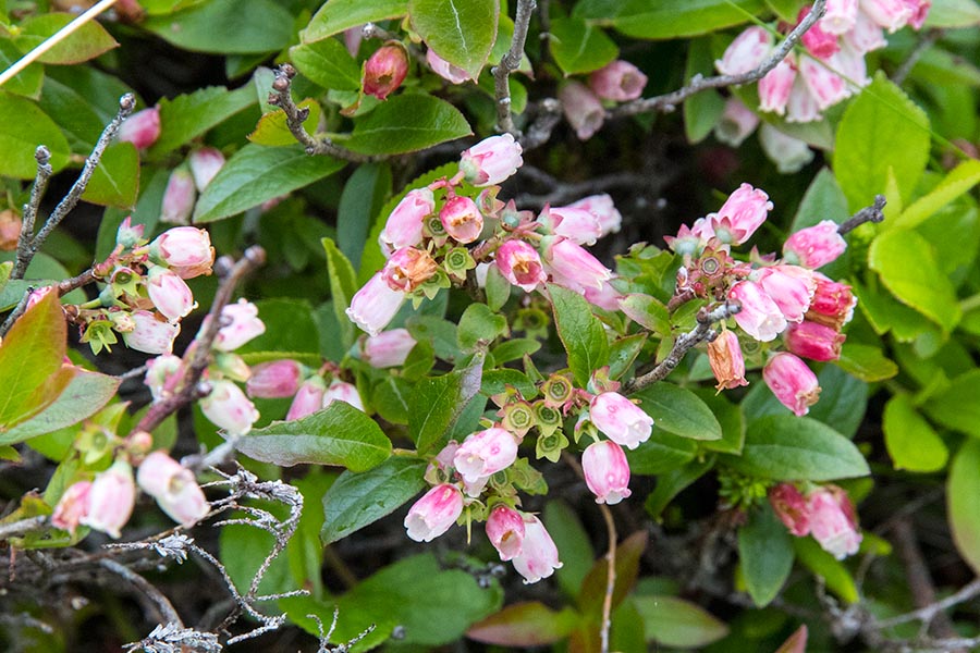 Berry Blossoms