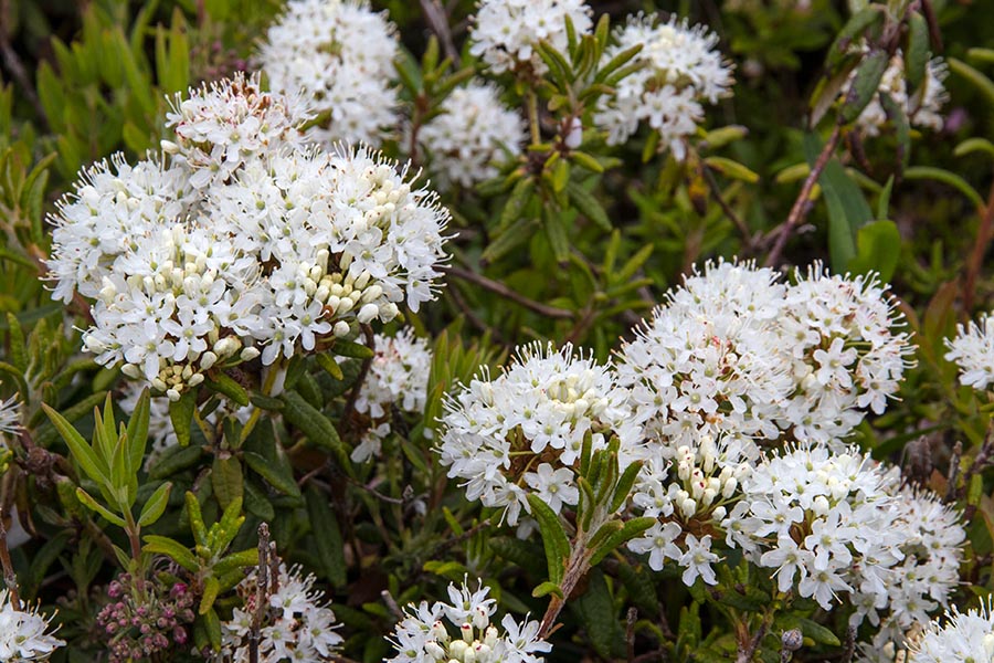 Labrador Tea