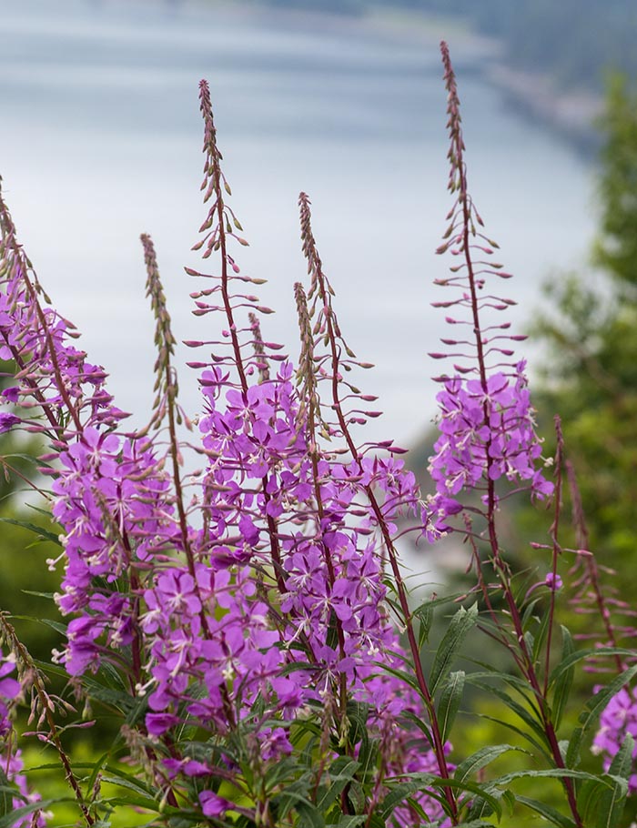 Fireweed