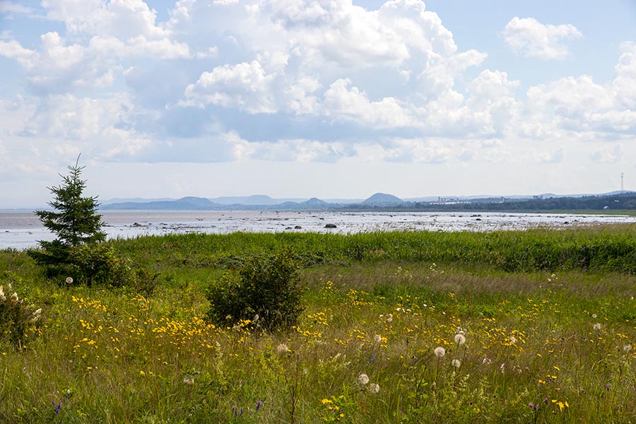 the St. Laurence at Low Tide