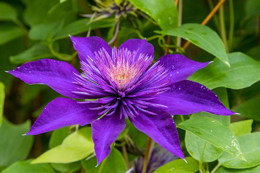 A Late Clematis