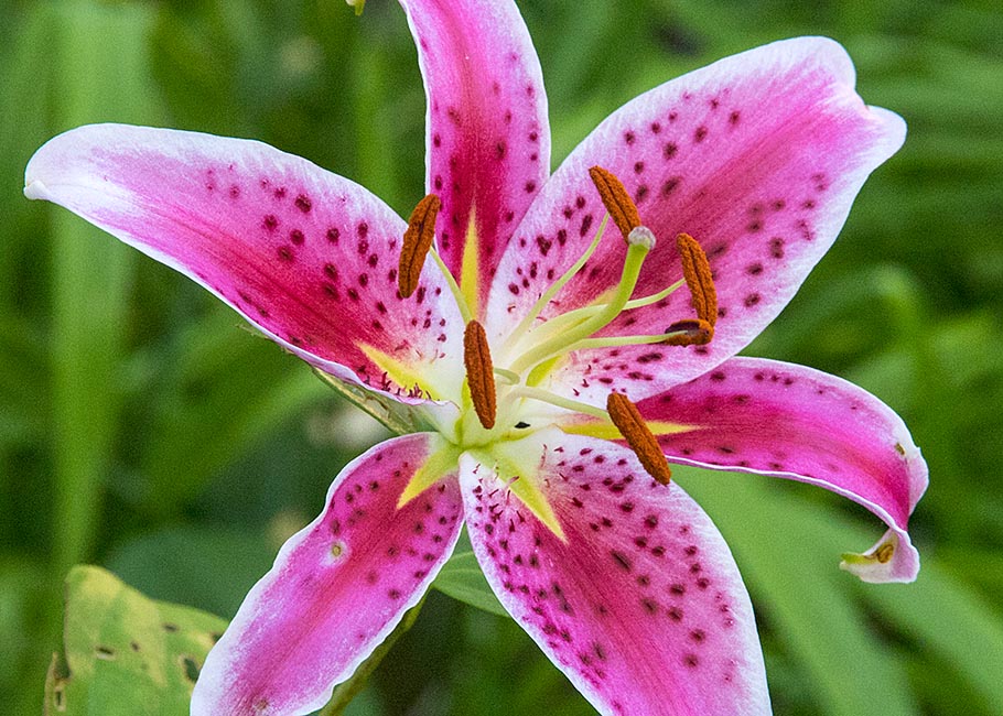 A Single Star Gazer