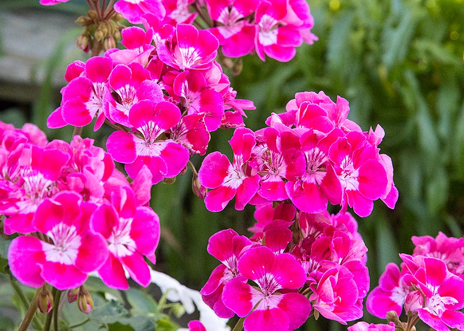 Geraniums