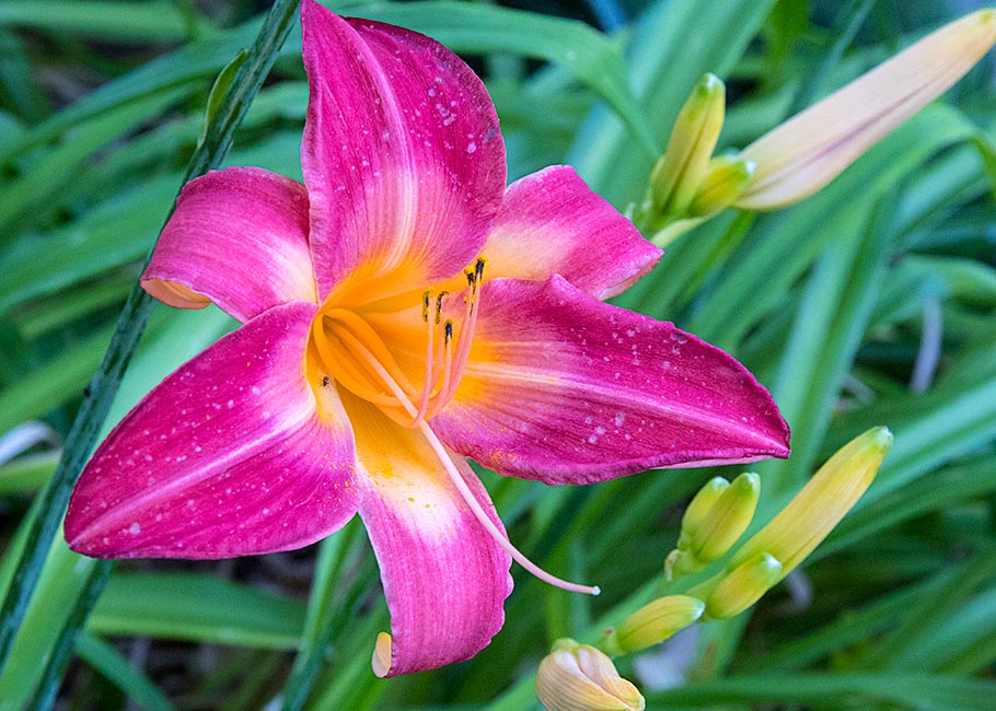 Day Lily