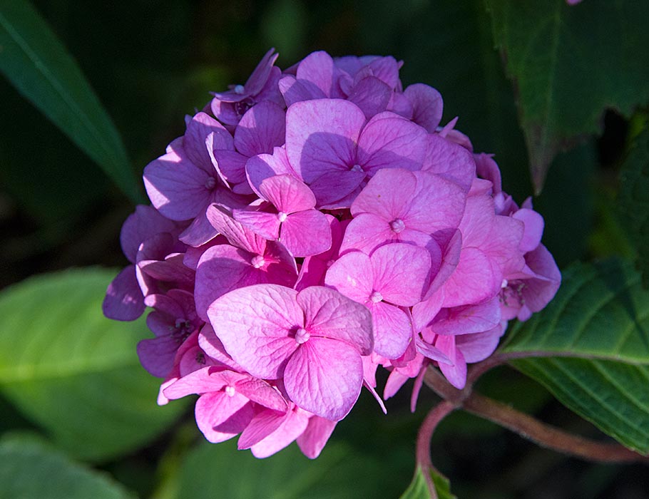 Surprise Hydrangea Blossom