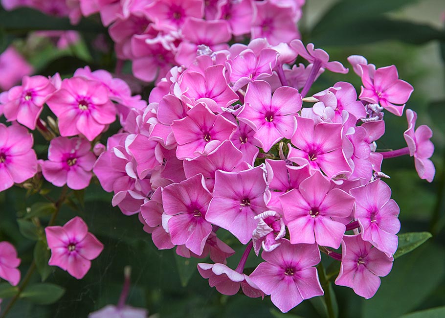 Shrivelling Phlox